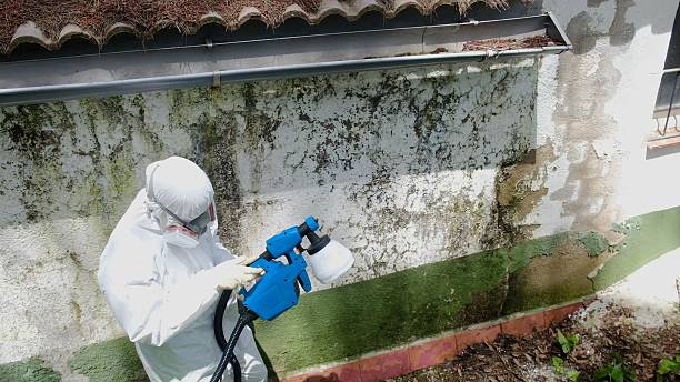 Mold Removal service in East Petersburg